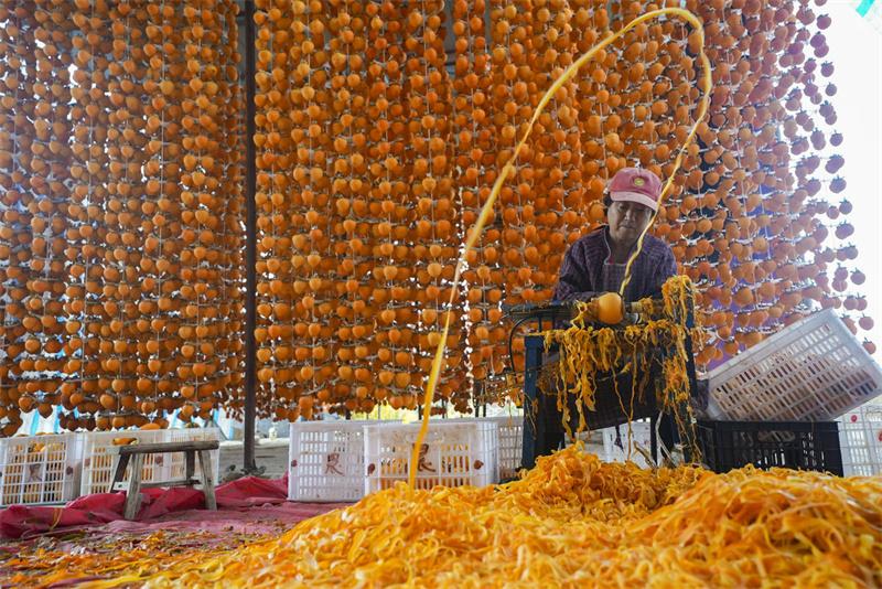 Shaanxi : le traitement des kakis à l'automne