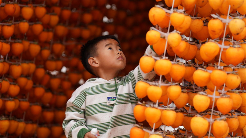 Shaanxi : le traitement des kakis à l'automne