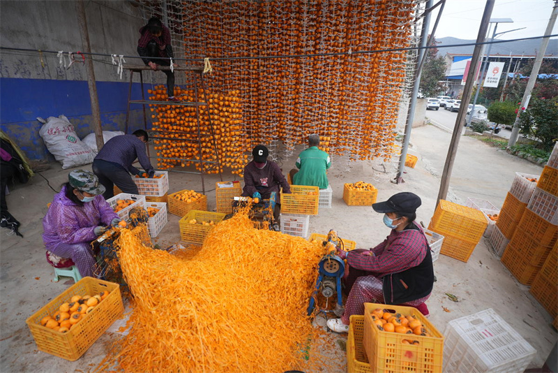 Shaanxi : le traitement des kakis à l'automne