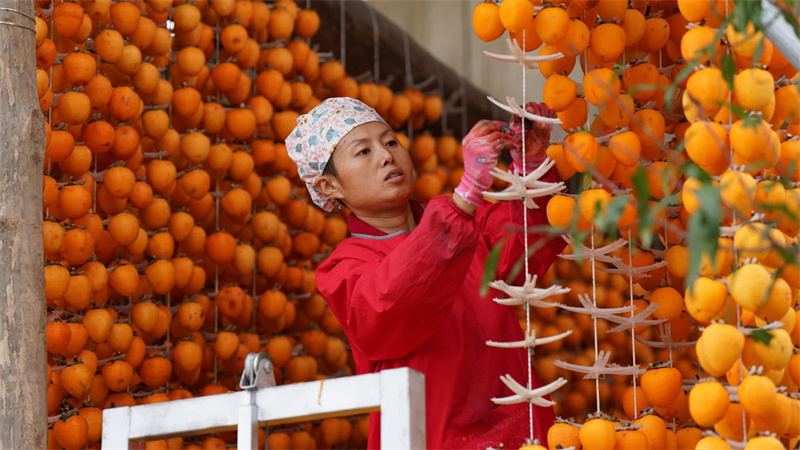 Shaanxi : le traitement des kakis à l'automne