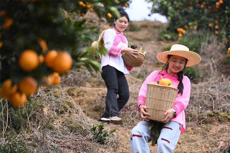 Guizhou : une fructueuse récolte d'oranges navel à Qiandongnan