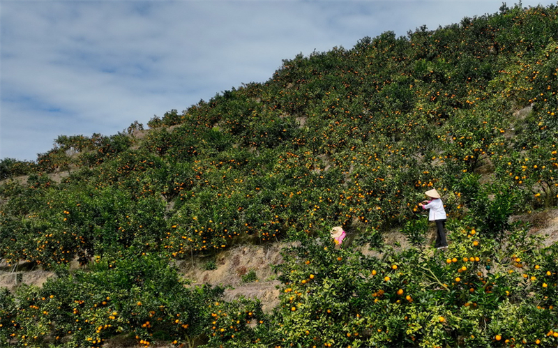 Guizhou : une fructueuse récolte d'oranges navel à Qiandongnan
