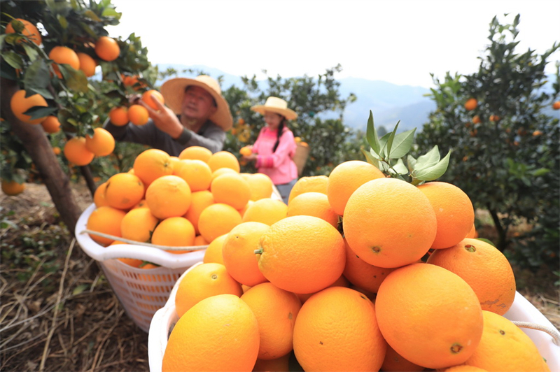Guizhou : une fructueuse récolte d'oranges navel à Qiandongnan