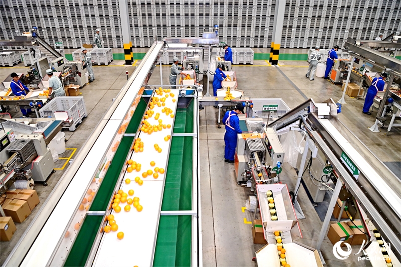 Jiangxi : l'industrie de l'orange navel conna?t un développement de haute qualité en s'appuyant sur une usine intelligente