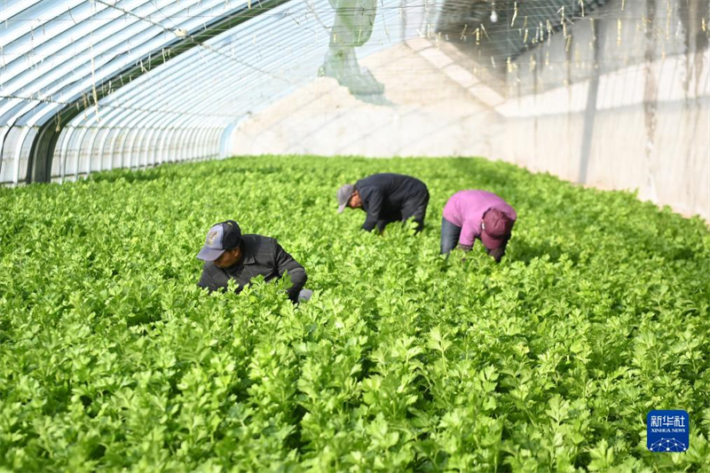 Gansu : la production et la gestion de culture légumière sous abri