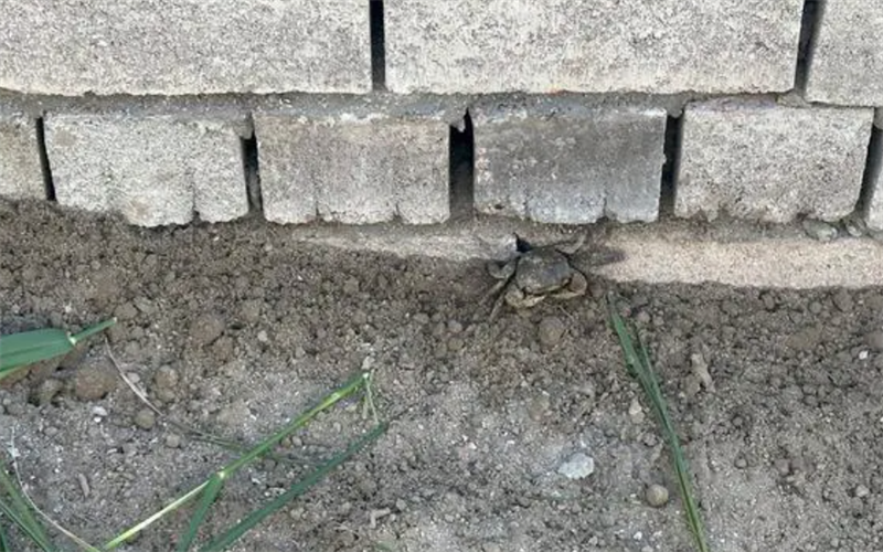 (Capture d'écran d'une vidéo)