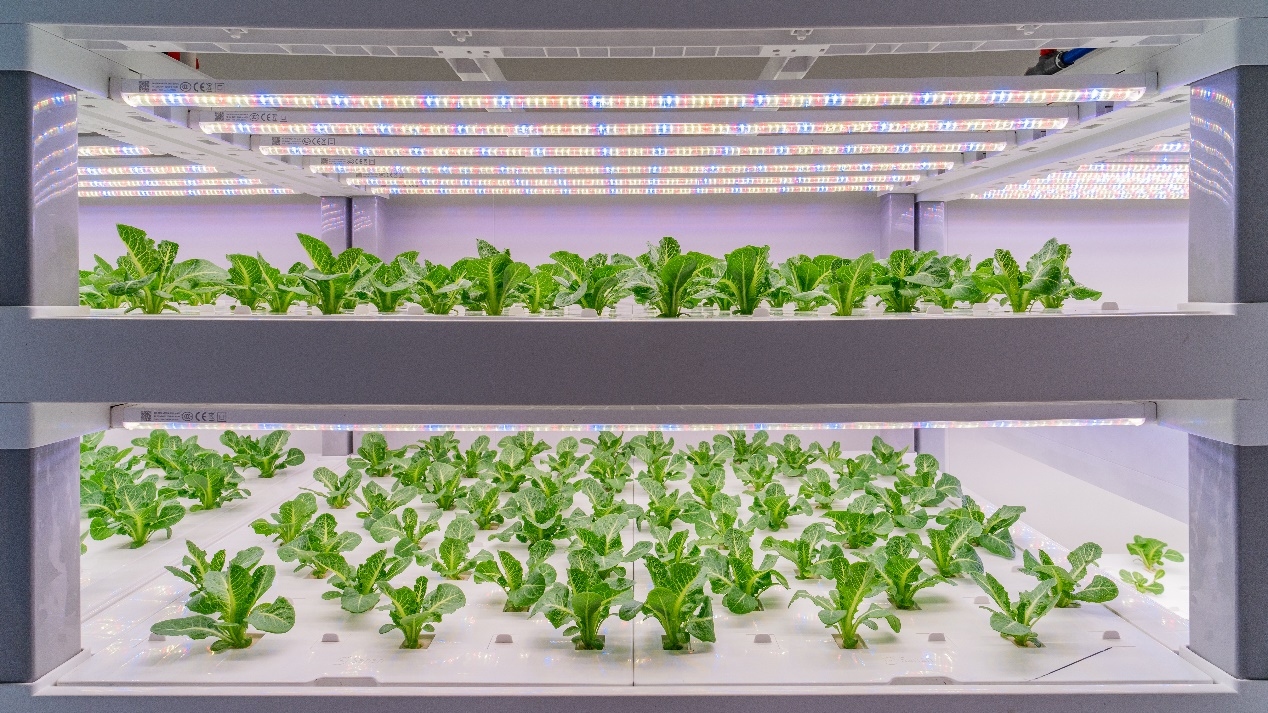 Un membre du personnel travaille dans une ferme de légumes biologiques dans le comté de Yongchun dans la province du Fujian (sud-est de la Chine). (Photo / China News Service)