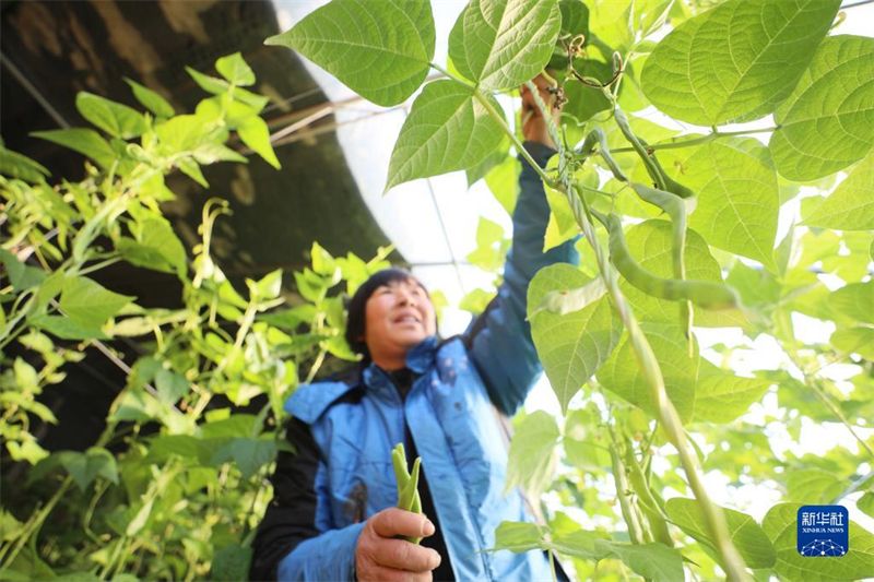 Hebei : les légumes sous abri entrent dans la pleine saison à Longyao
