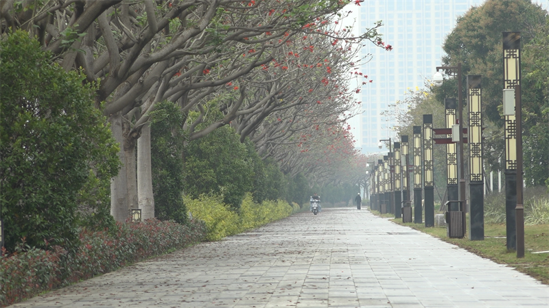 Fujian : les fleurs d'Erythrina fleurissent à Quanzhou, la ? ville des Erythrinas ?