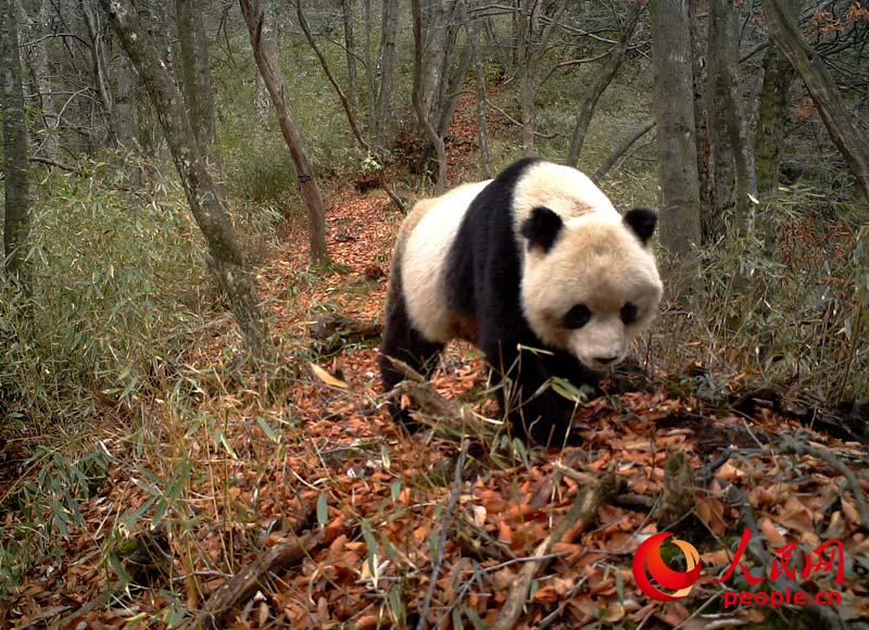 (Photo / le Quotidien du Peuple en ligne)
