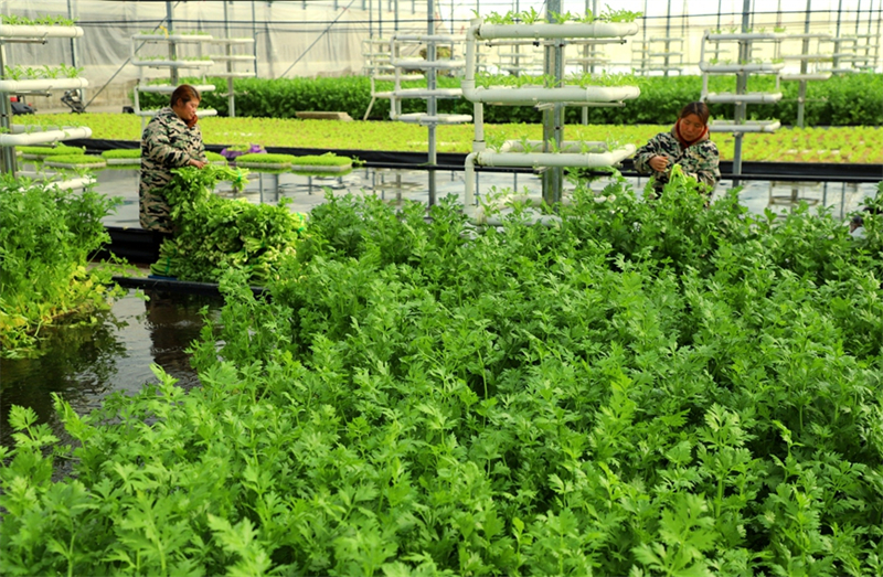 Les récoltes sont abondantes à l'approche de la fête du Printemps