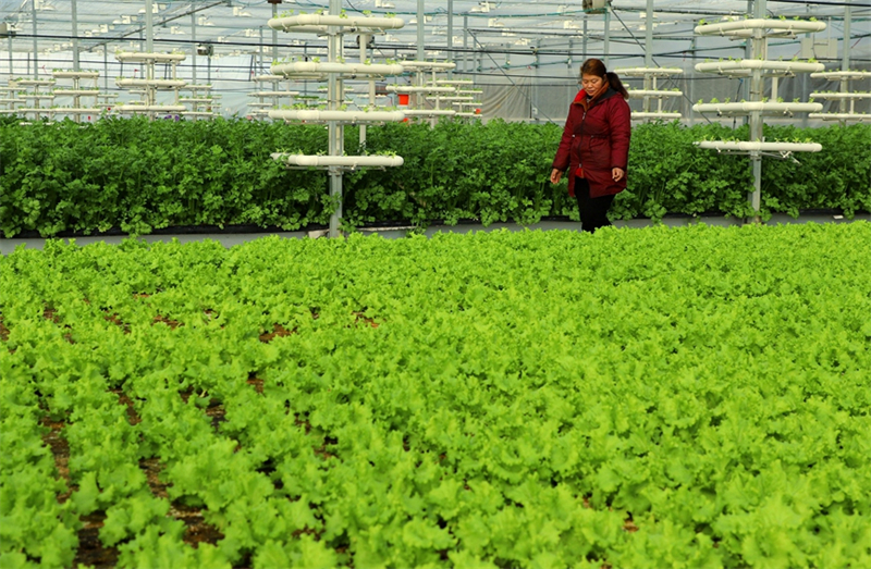 Les récoltes sont abondantes à l'approche de la fête du Printemps