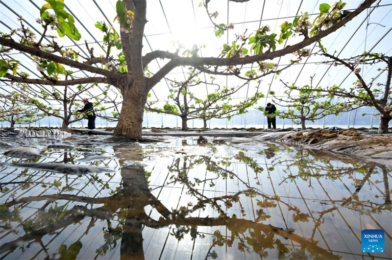 La ville de Luanzhou développe la culture sous serre pour augmenter le revenu des agriculteurs