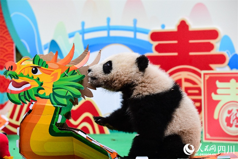 Sichuan : les petits pandas géants nés en 2023 envoient collectivement leur v?ux pour célébrer le Nouvel An chinois