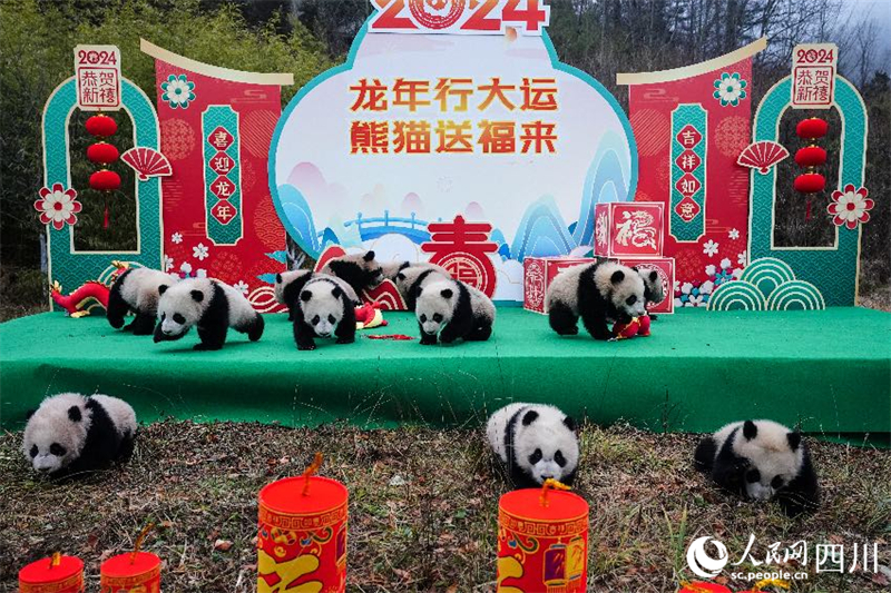 Sichuan : les petits pandas géants nés en 2023 envoient collectivement leur v?ux pour célébrer le Nouvel An chinois