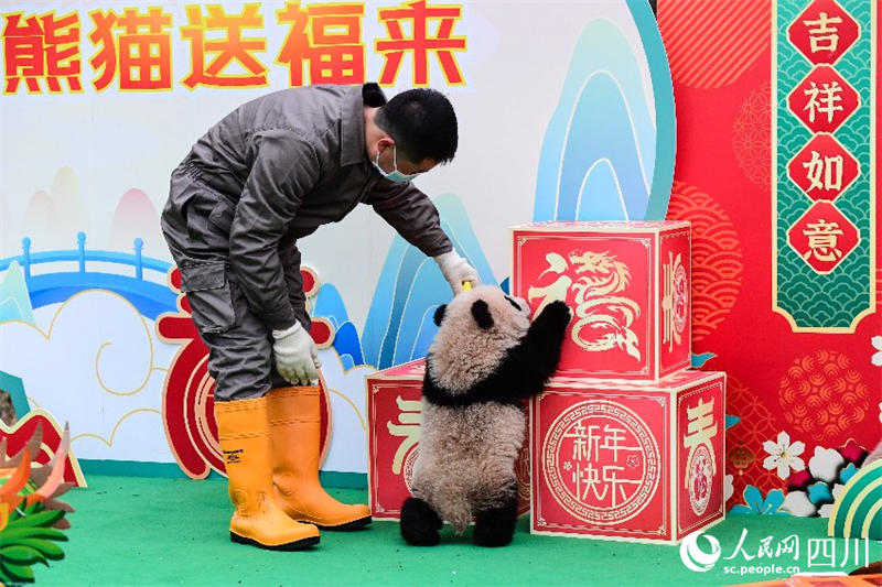 Sichuan : les petits pandas géants nés en 2023 envoient collectivement leur v?ux pour célébrer le Nouvel An chinois