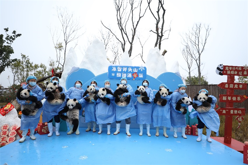 Sichuan : les petits pandas géants nés en 2023 envoient collectivement leur v?ux pour célébrer le Nouvel An chinois