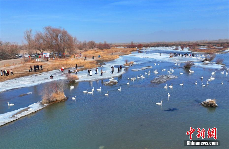 Des cygnes se tiennent sur la glace, cherchent de la nourriture, se blottissent l'un contre l'autre ou jouent dans l'eau. (Bai Kebin / China News Service)