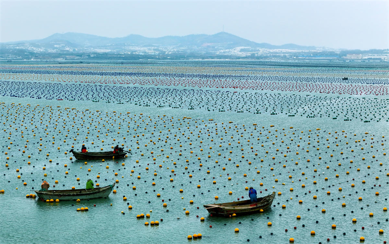 Shandong : ? Labour de printemps en mer ? à Rongcheng
