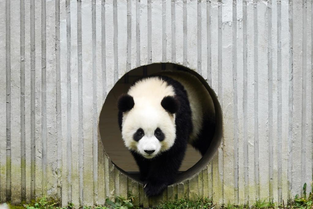 (Xu Bingjie / Xinhua)