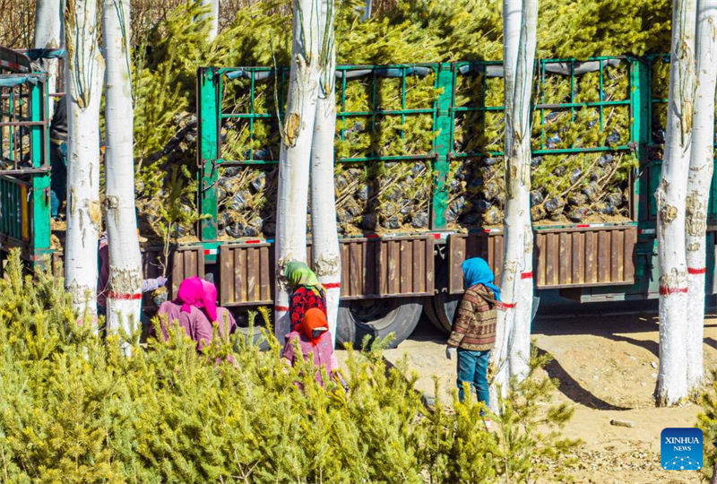 Des ouvriers transportent des jeunes plants à la lisière du désert d'Ulan Buh, dans la région autonome de Mongolie intérieure (nord de la Chine), le 17 mars 2024. (Li Yunping / Xinhua)