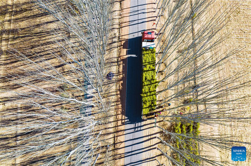 Mongolie intérieure : le reboisement printanier bat son plein sur les rives du fleuve Jaune sorti du gel