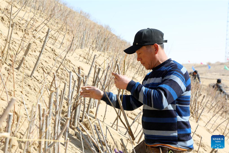 Mongolie intérieure : le reboisement printanier bat son plein sur les rives du fleuve Jaune sorti du gel