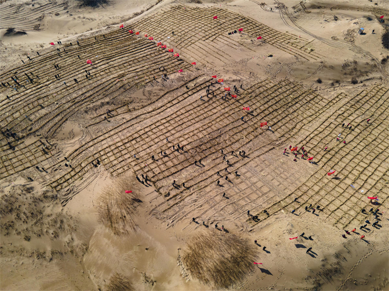 Mongolie intérieure : la bannière d'Aohan plante de l'herbe pour lutter contre la désertification