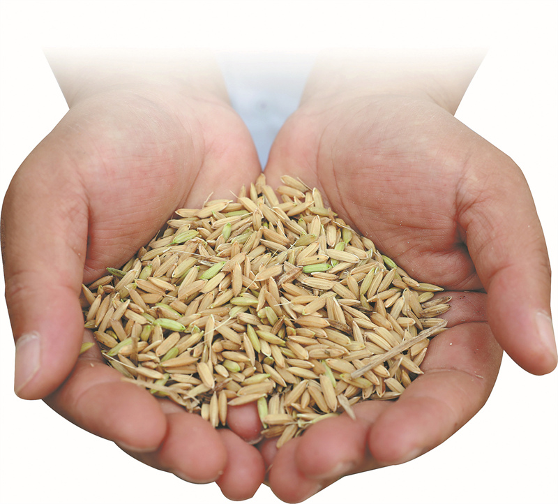 Du riz vivace Yunda 107 est récolté dans un champ test à Luwero, en Ouganda. (Wu Xiaohui / China Daily)