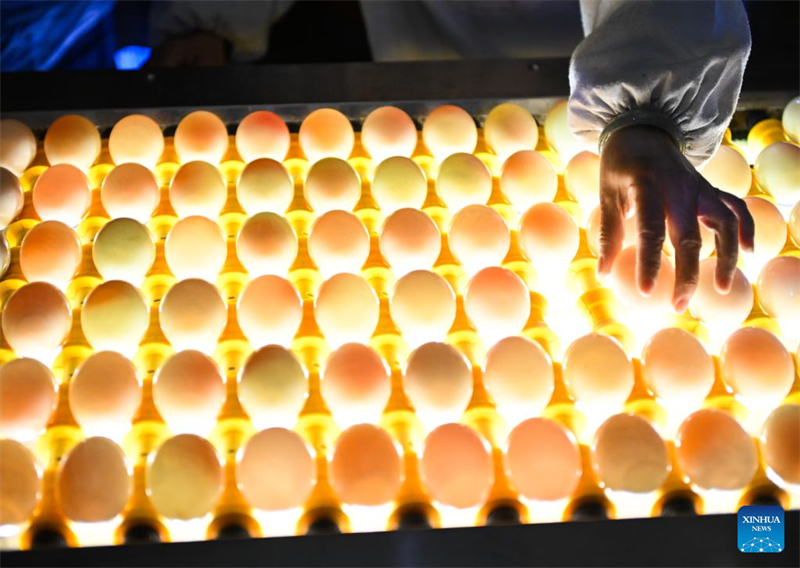 Jiangsu : l'industrie des ?ufs de cane stimule l'économie locale à Gaoyou