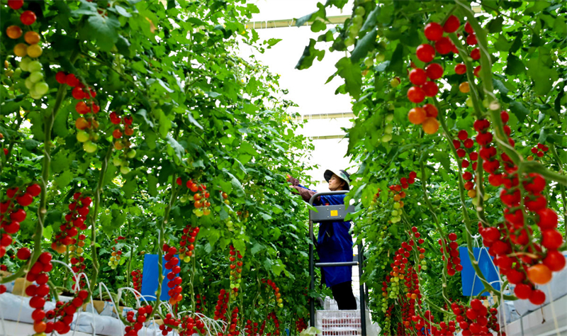 Gansu : comment l'agriculture intelligente ? transforme la pierre en or ? dans le désert de Gobi dans le comté de Minle