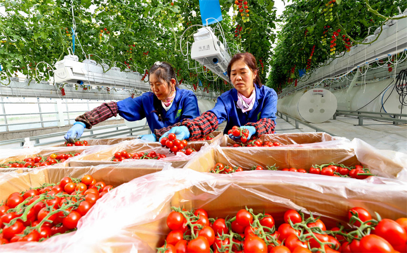 Gansu : comment l'agriculture intelligente ? transforme la pierre en or ? dans le désert de Gobi dans le comté de Minle