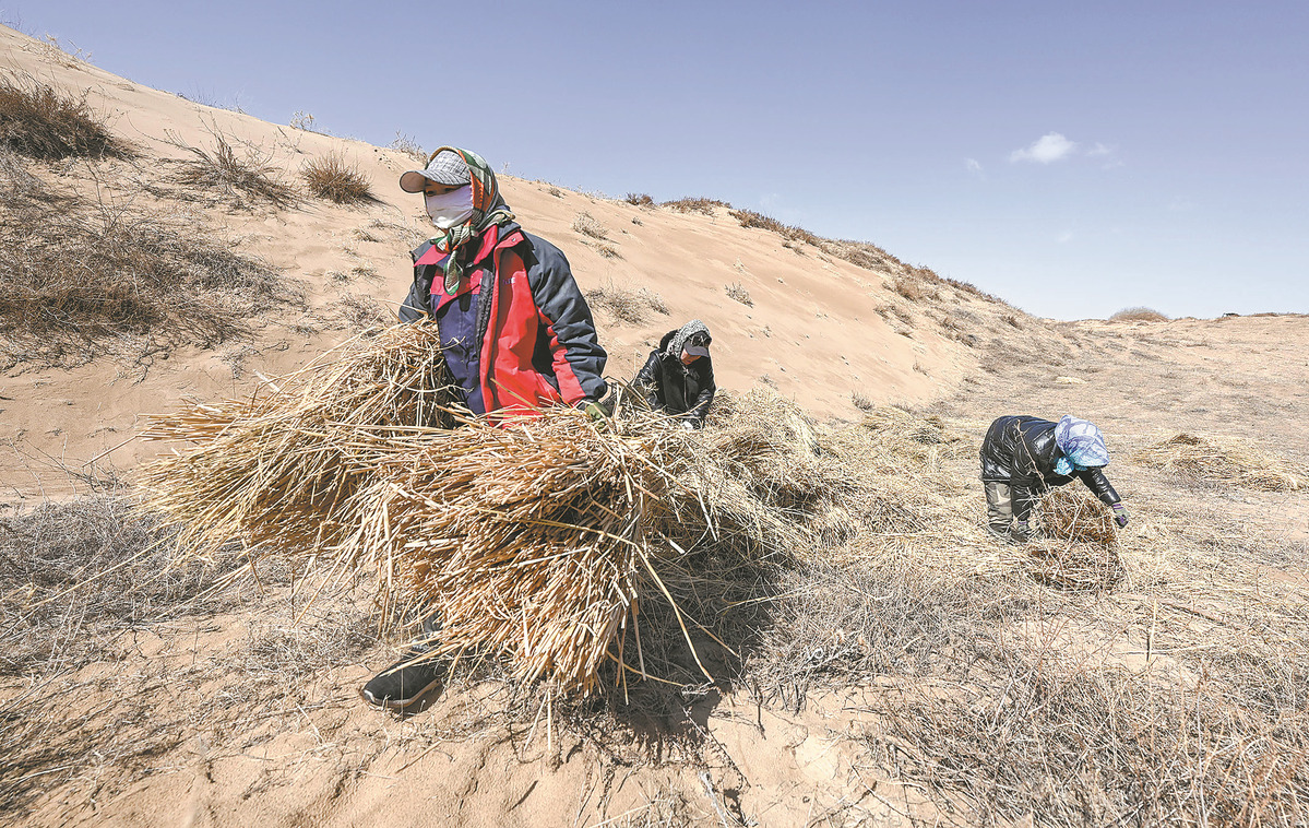 Des ouvriers transportent de la paille utilisée pour contr?ler le sable dans la bannière arrière de l