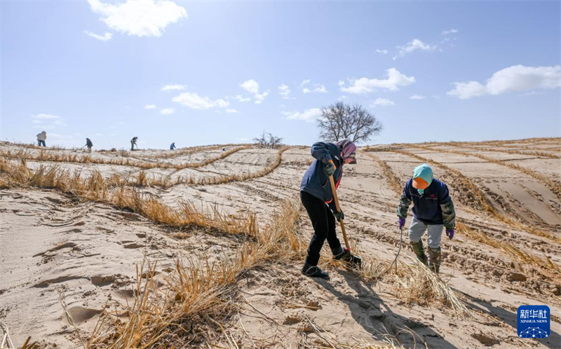 Dans la zone du projet de prévention et de contr?le du sable de la ligne Qibai, dans la bannière de Wengniute, à Chifeng, dans la région autonome de Mongolie intérieure (nord de la Chine), les dunes de sable sont progressivement consolidées grace à l'ouverture de la route des sables. (Lian Zhen / Xinhua)