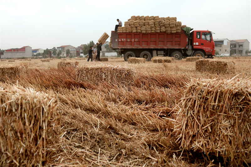Henan : la récolte d'été et les semis d'automne ont commencé à Weishi