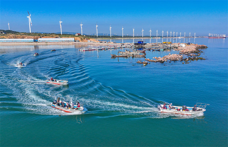 Shandong : la pleine saison de la pêche des holoturies sauvages a commencé à Rongcheng