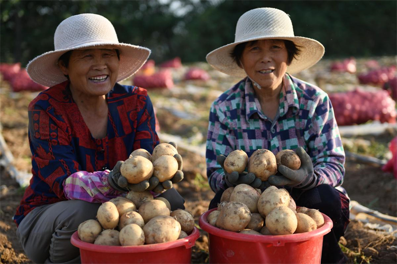 Shandong : les ? pommes de terre sur commande ? aident les agriculteurs de Tancheng à augmenter leurs revenus