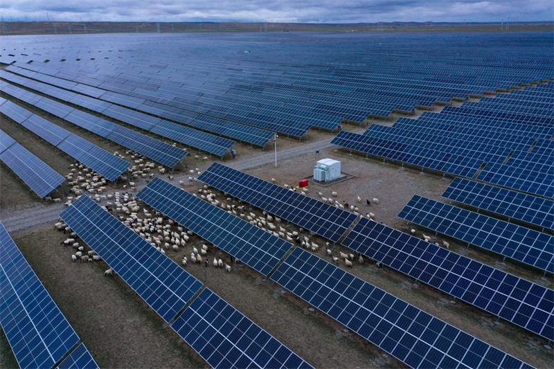 Photo aérienne prise par un drone d'un troupeau de moutons entre les panneaux solaires d'une centrale photovolta?que du district de Gonghe, dans la préfecture autonome tibétaine de Hainan, dans la province chinoise du Qinghai (nord-ouest), le 9 juin 2022. (Photo : Zhang Long)