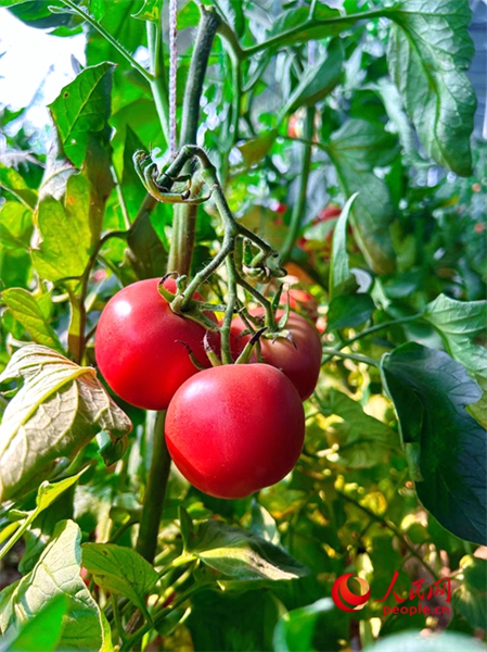 Henan : l'industrie mara?chère ouvre le ? parapluie de la richesse ? aux masses à Shawo