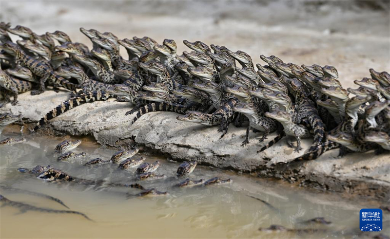 Hainan : à la découverte du ? canton des crocodiles ? de Dongfang