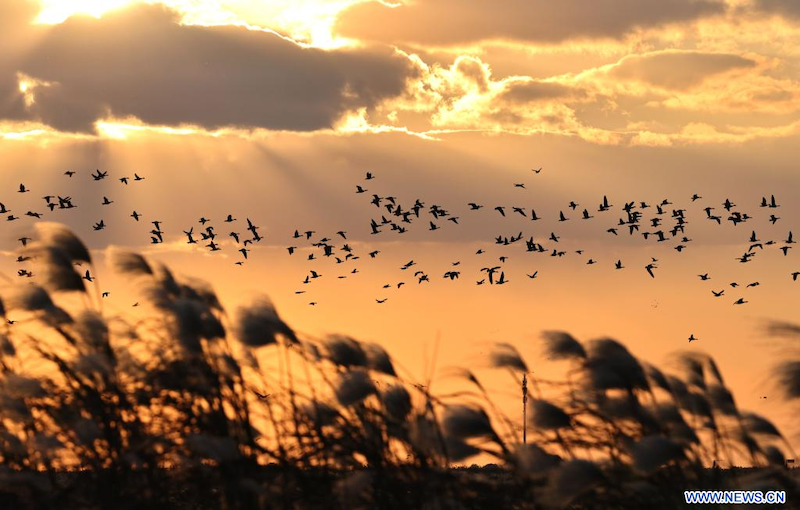 Cinq sanctuaires d'oiseaux migrateurs chinois nouvellement inscrits au patrimoine mondial de l'UNESCO