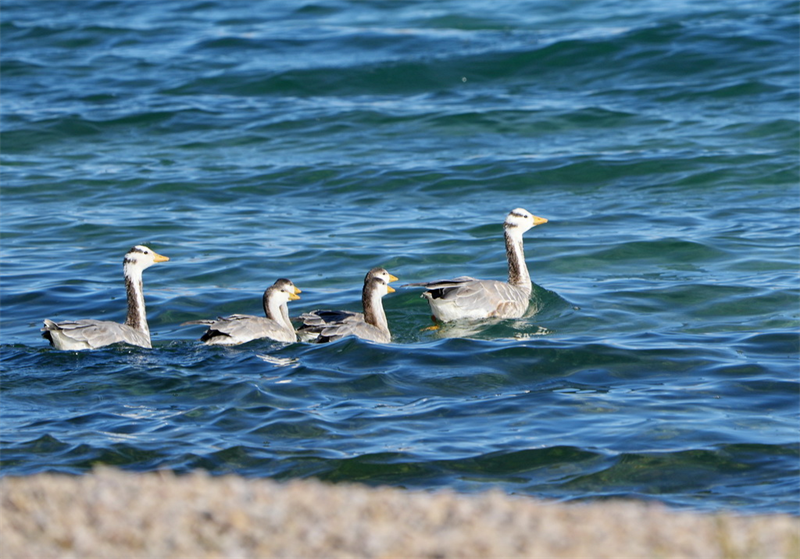 Xizang : le magnifique lac Tso Ng?n à Nagqu