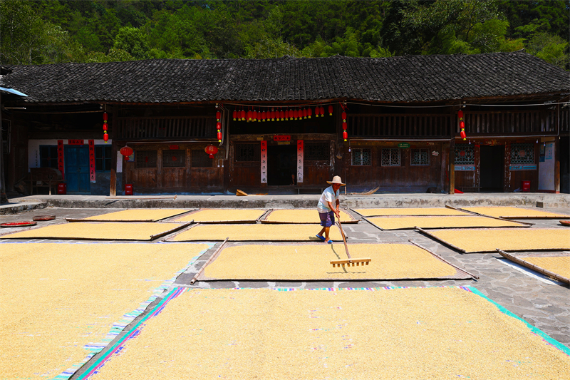Chongqing : le séchage des récoltes d'automne dans un vieux village du district de Qianjiang