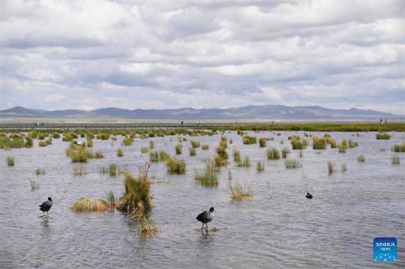 (Xu Bingjie / Xinhua)