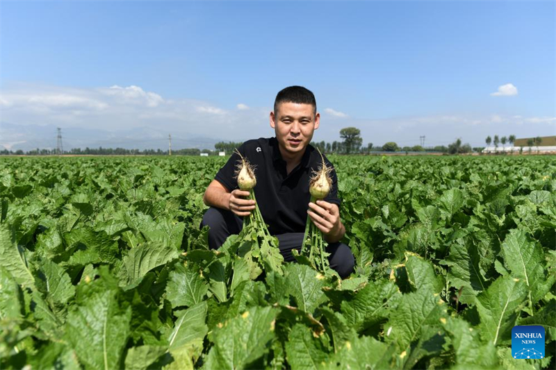 Shanxi : les ? nouveaux agriculteurs ? apportent de la vitalité à l'agriculture moderne à Wenshui