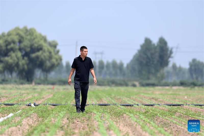 Shanxi : les ? nouveaux agriculteurs ? apportent de la vitalité à l'agriculture moderne à Wenshui