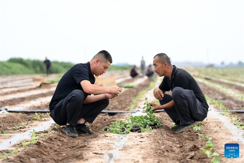 Shanxi : les ? nouveaux agriculteurs ? apportent de la vitalité à l'agriculture moderne à Wenshui