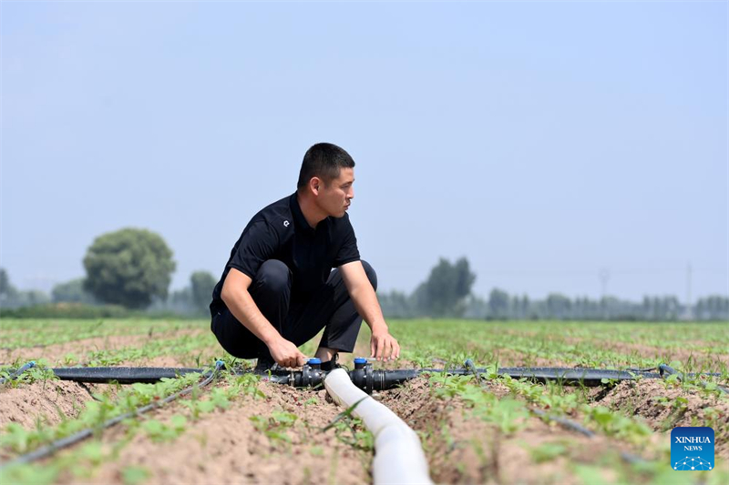Shanxi : les ? nouveaux agriculteurs ? apportent de la vitalité à l'agriculture moderne à Wenshui