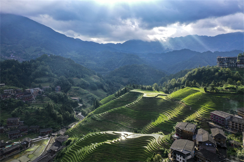 Des champs en terrasses dans le village de Dazhai du district de Longsheng, dans la région autonome Zhuang du Guangxi (sud de la Chine), le 11 juillet 2024. (Photo : Cao Yiming)
