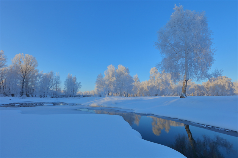 Xinjiang : un magnifique paysage de givre appara?t dans le Parc forestier national de la forêt de Baihua à Habahe
